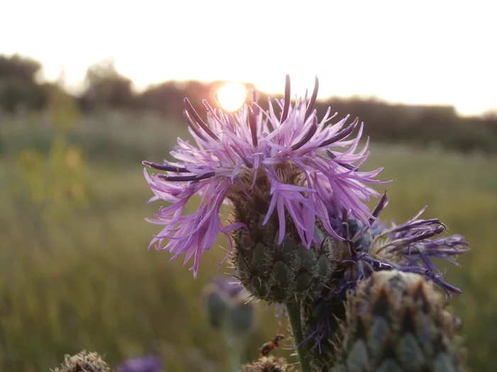 Wildflowers at sunset, August - My, The photo, 2021, Macro photography, Sunset, Field, Summer, August, Flowers, , Nature, Wildflowers, The sun