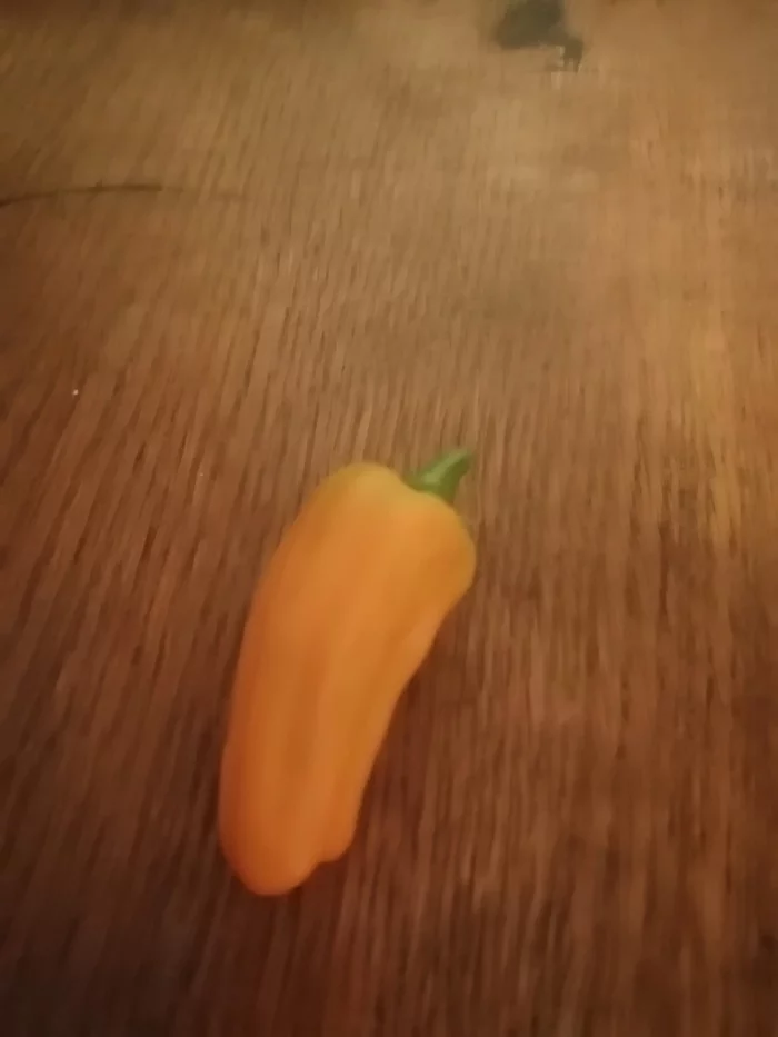 First harvest - My, Hot peppers, Vegetable garden on the windowsill, Longpost