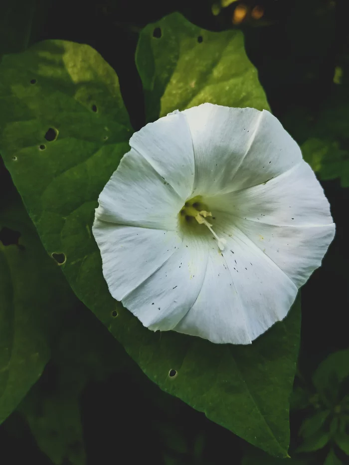 New fence - My, The photo, Flowers, Lightroom