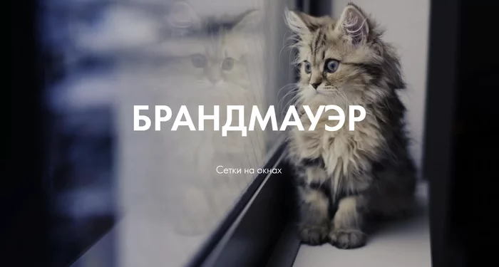 Котики и цифровизация бизнеса - Моё, Кот, Котята, Цифровизация, Цифровые технологии, Цифровая экономика, IT, IT юмор, Картинка с текстом, , Картинки, Юмор, Технологии, Информационные системы, Длиннопост