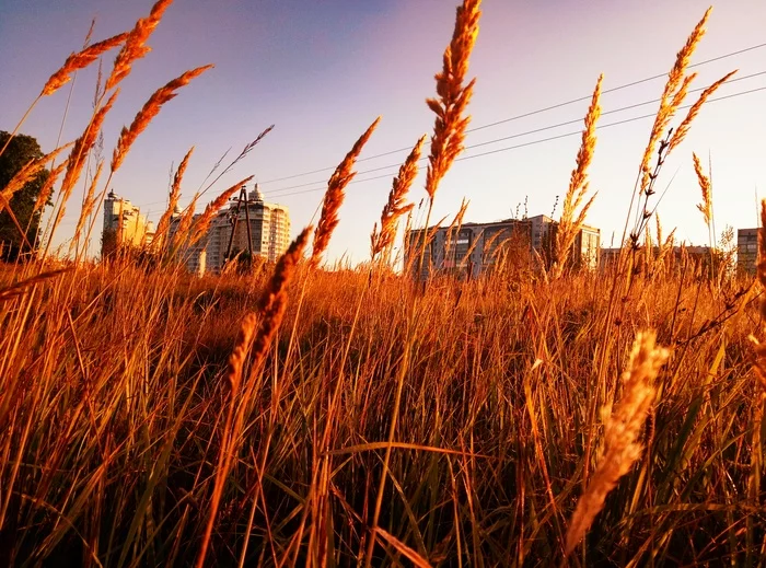 Vitebsk morning - My, Vitebsk, Morning, Republic of Belarus, The photo, Grass