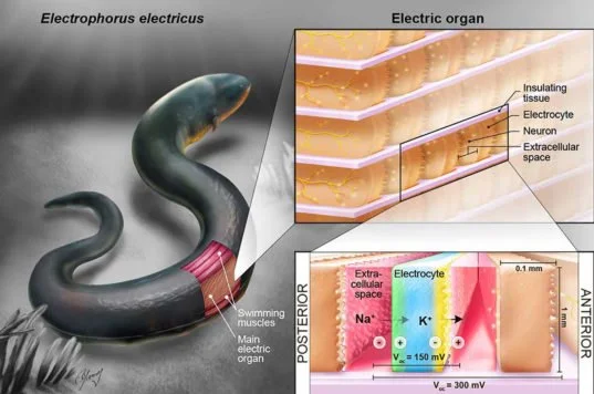 Electric eel: Fish energized at 800 volts. Even a horse can fall down with its discharge - A fish, Animals, Electric Eel, Animal book, Yandex Zen, GIF, Longpost