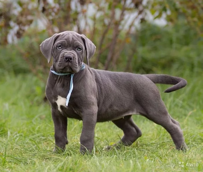 Ponte replaced common sense? - My, Dog, Cane Corso, Show off, Longpost