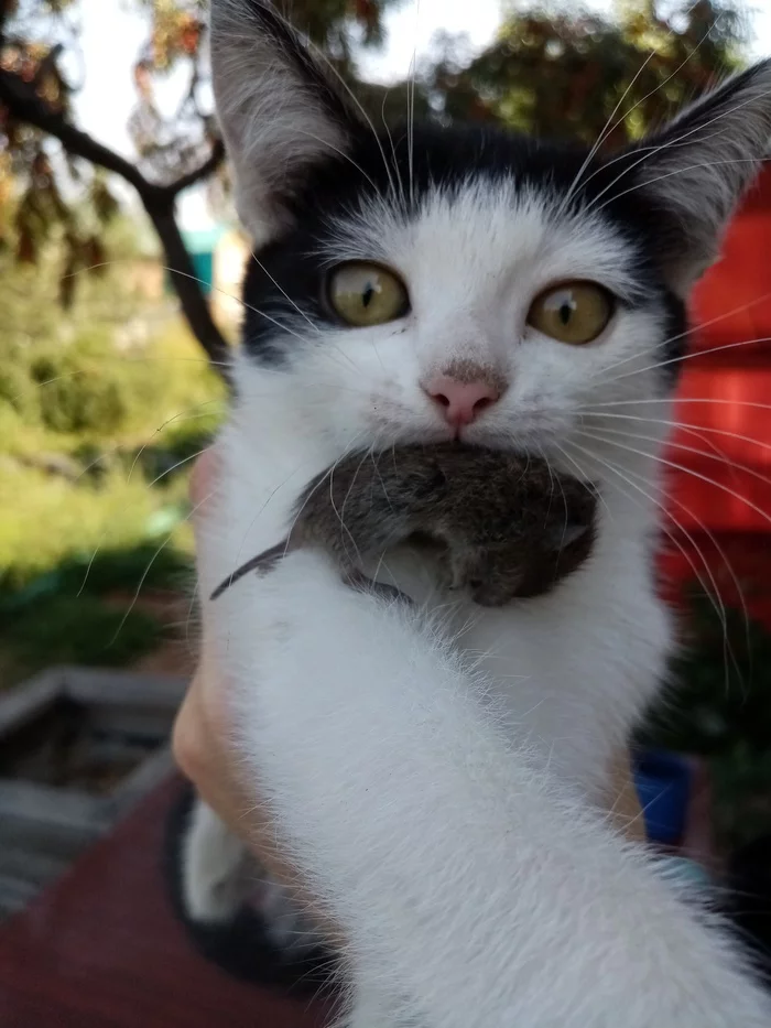 Ryzhik caught the first mouse) - My, cat, Kittens, Hunter, Mouse, Longpost