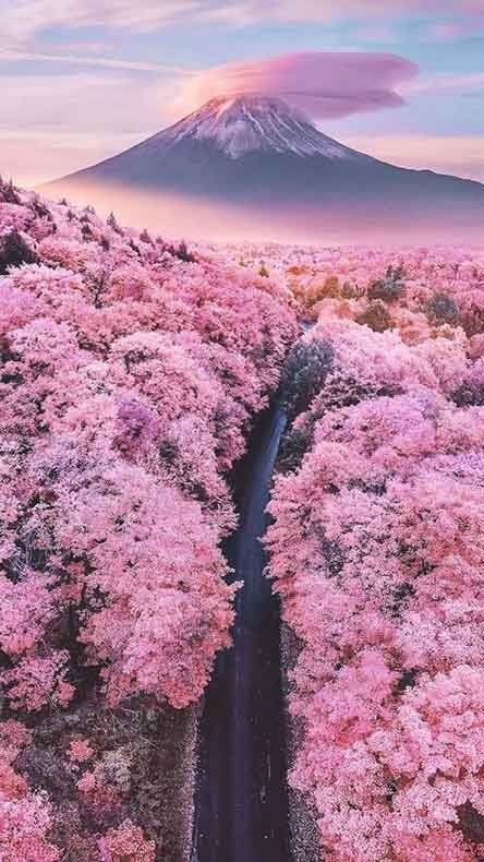 beauty of nature - Nature, beauty of nature, Japan, The mountains, Color, Pink