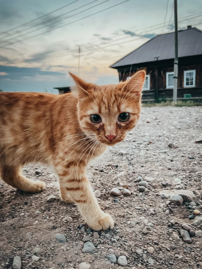 Country cat - My, cat, The photo, Village, Longpost, Redheads