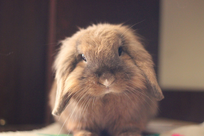 Вчера ускакал на радугу Геральт