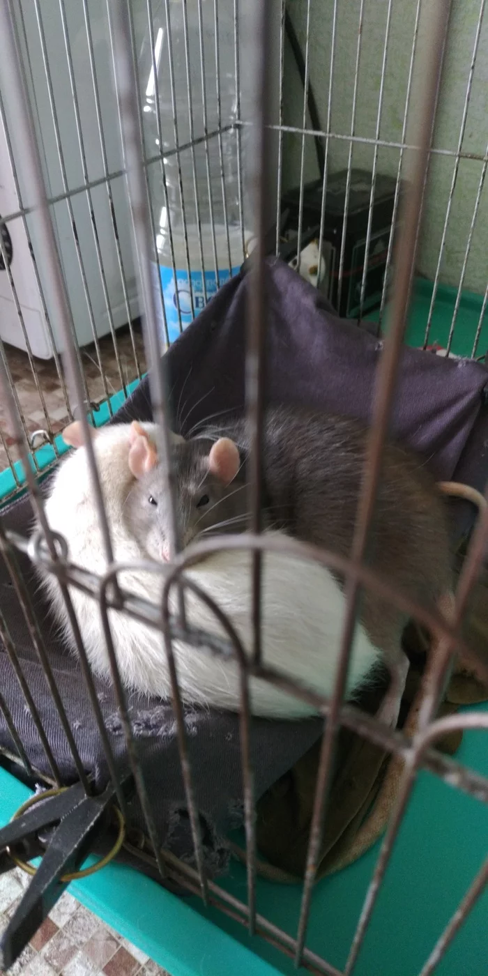 Loss of one sister - My, Pets, Decorative rats, Longpost