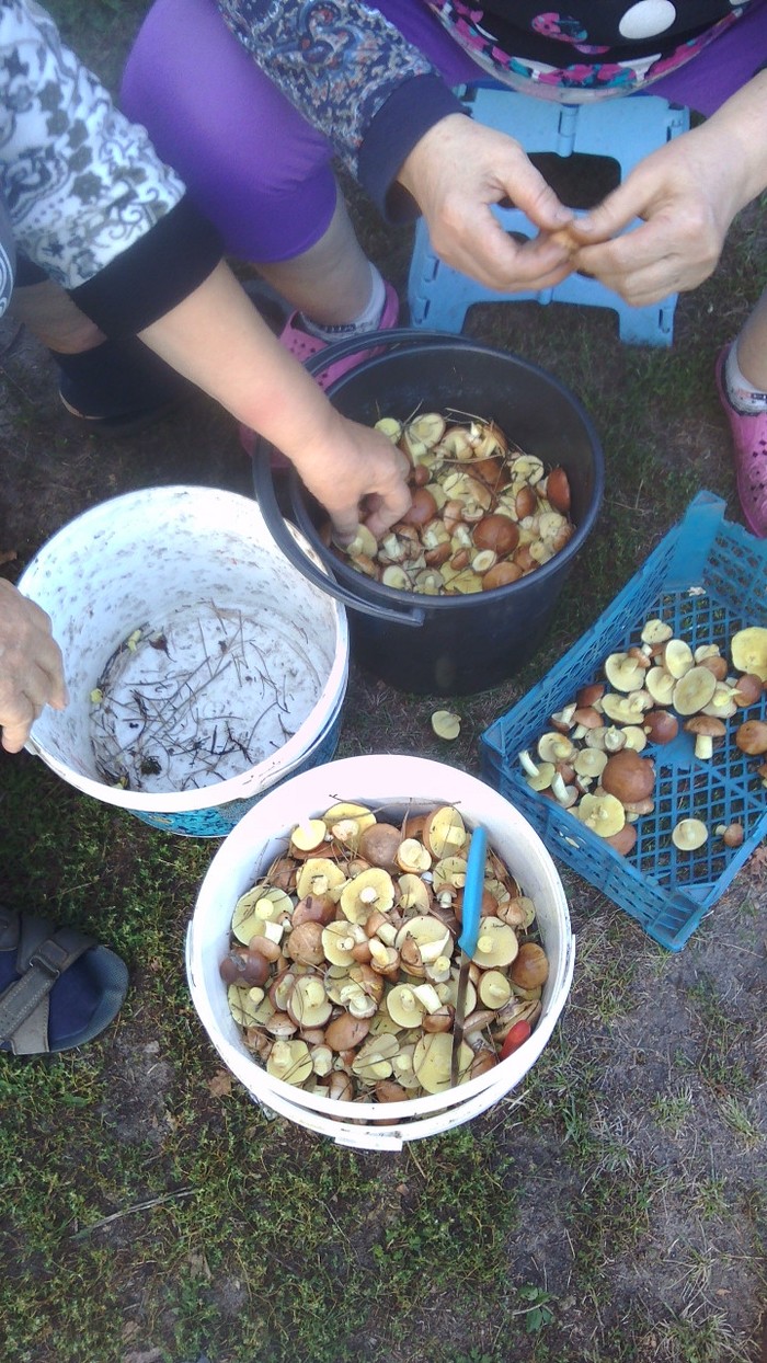 А у нас в Рязани - грибы с глазами