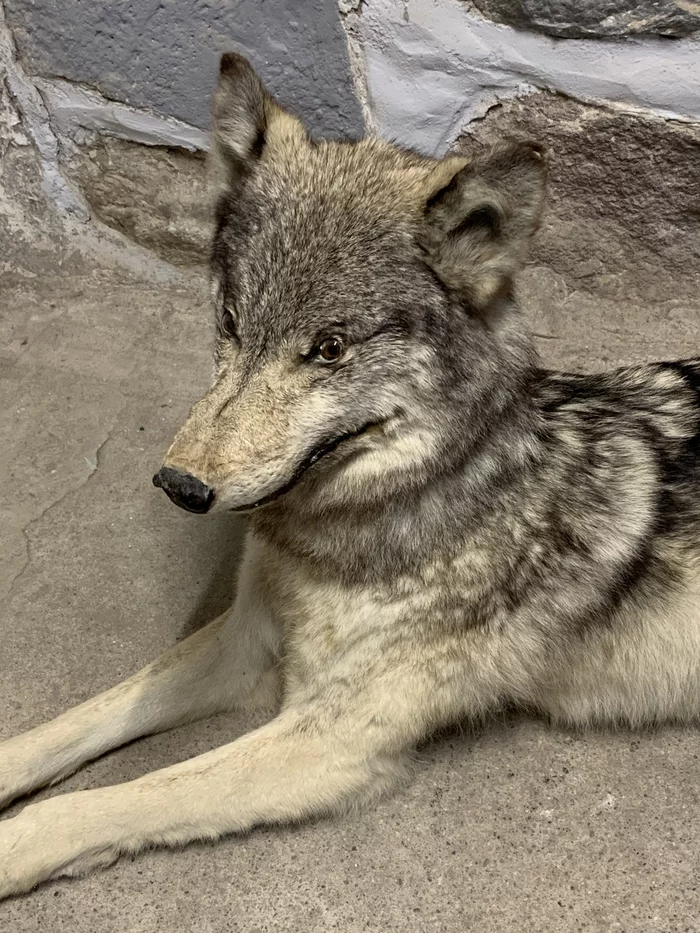 Just a stuffed wolf from the museum - My, Museum, Scarecrow, Wolf