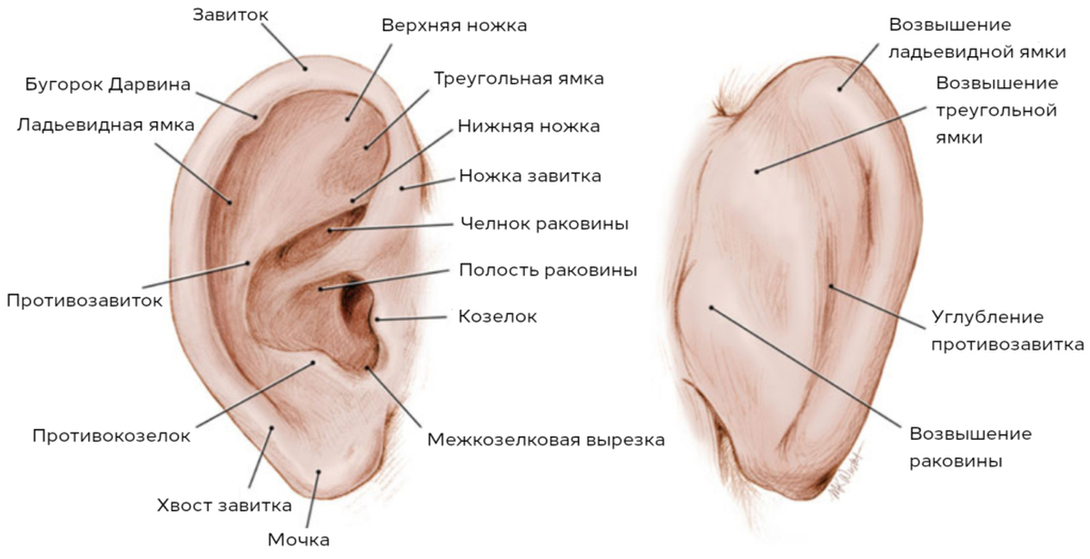 Ушные латынь. Строение наружного уха анатомия латынь. Наружное ухо анатомия латынь. Строение ушной раковины анатомия. Строение наружного уха хрящ.