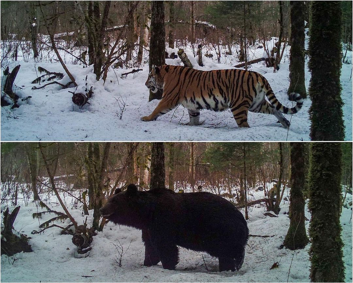 Тигр и медведь, "пойманные" фотоловушкой в одном и том же месте в разное время. Национальный парк Бикин