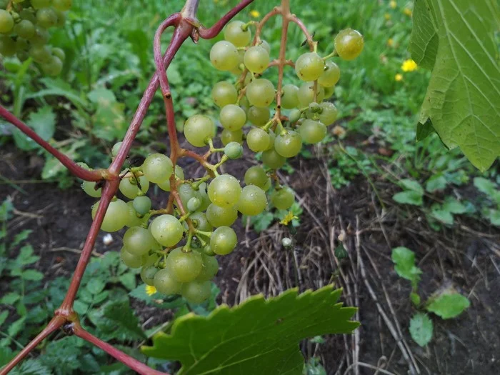 Grape. First harvest - My, Northwest, Saint Petersburg, Grape, Longpost