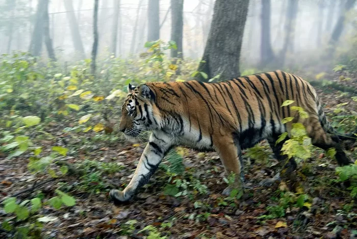 The tiger was noticed in the vicinity of the city by residents of Vladivostok - Tiger, Amur tiger, Vladivostok, Primorsky Krai, Meeting, Wild animals, Animals, Predatory animals, , Big cats, No casualties, Dangerous animals, Дальний Восток, Forest