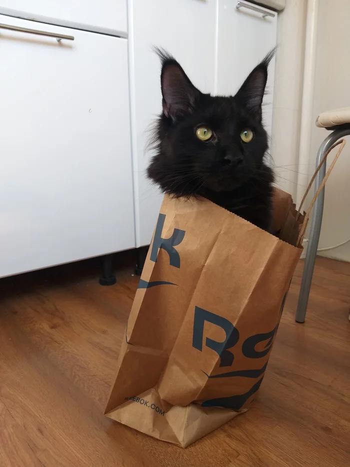 Reply to the post “What could be better than a cardboard box? - My, cat, Pet house, Package, Black cat, Reply to post, Paper bag