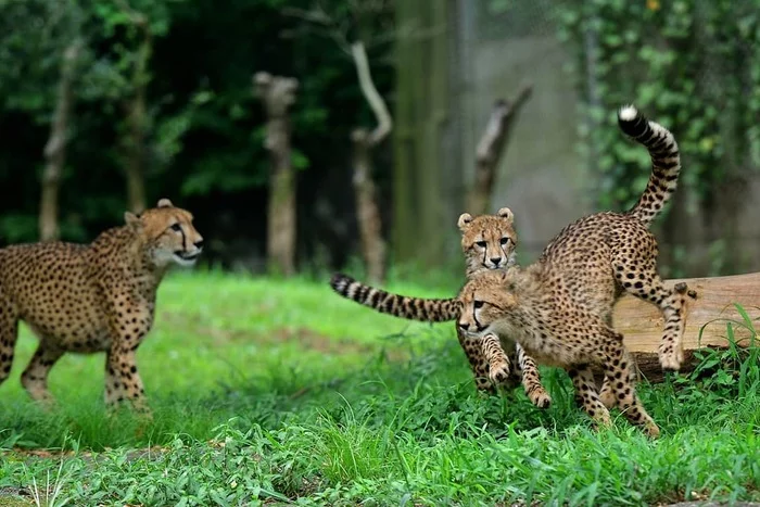 This family prefers outdoor activities) - Cheetah, Small cats, Cat family, Wild animals, Predatory animals, Milota, Longpost, The photo, Animal games, , Young