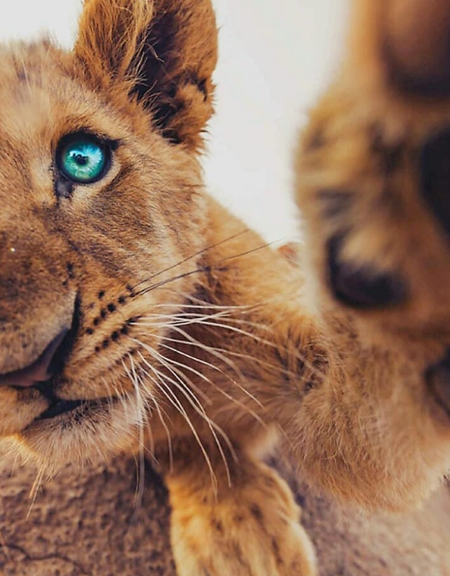 Selfie) - a lion, Lion cubs, Big cats, Cat family, Milota, Wild animals, Predatory animals, Humor, , The photo