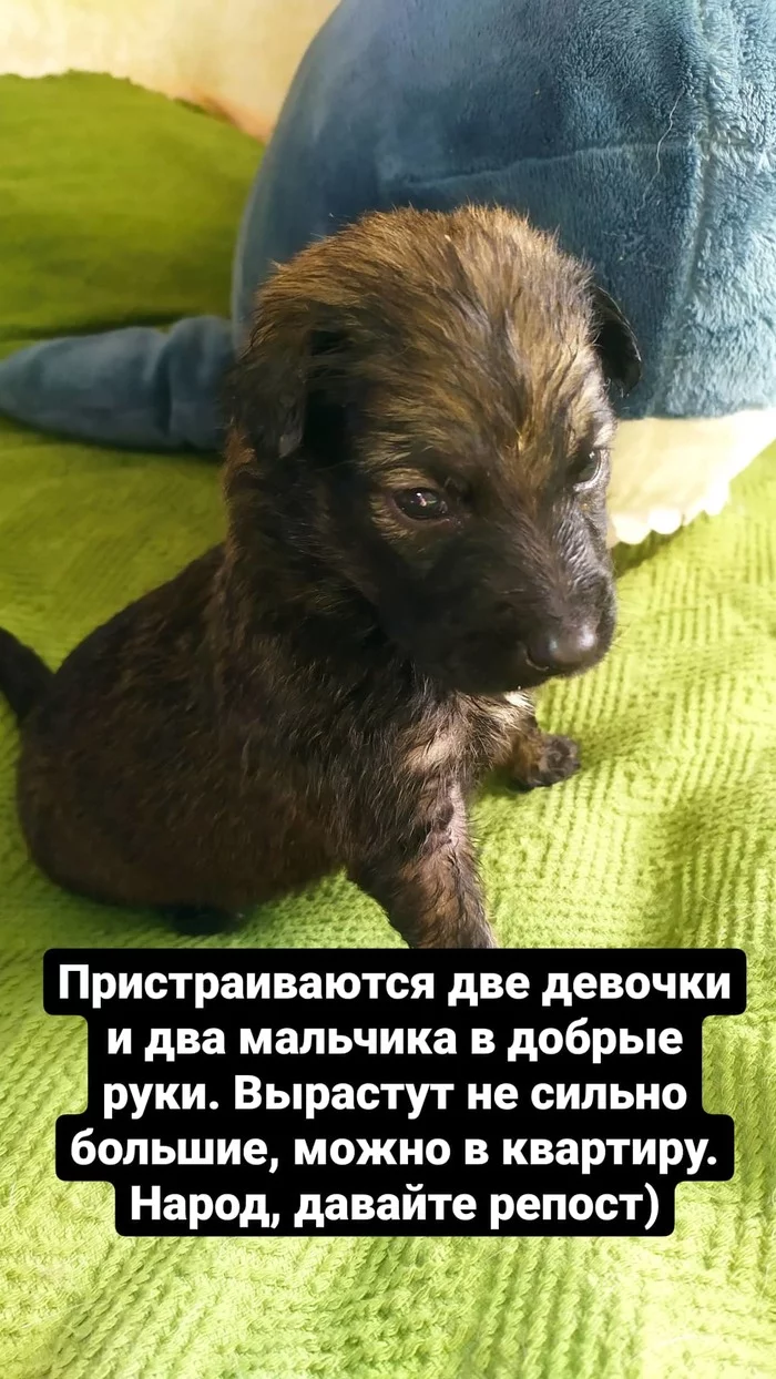 Puppies as a gift - My, Puppies, Irkutsk, Irkutsk region, Is free, Longpost, No rating, Dog, In good hands