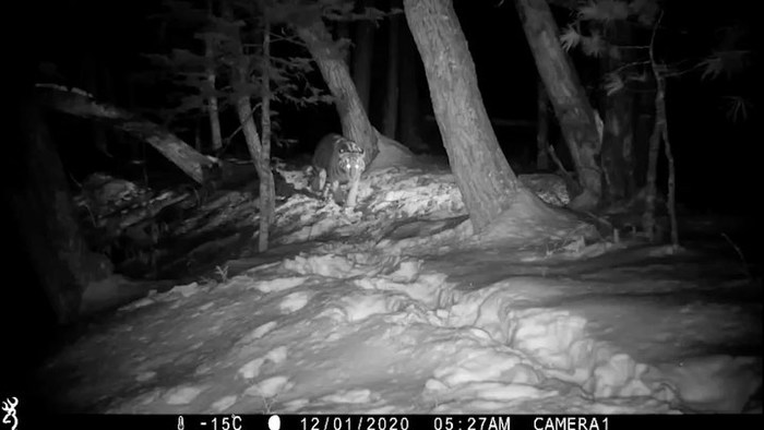 A large family of tigers fell into a camera trap in Primorye - Tiger, Tiger cubs, Amur tiger, Big cats, Cat family, Sikhote-Alin Reserve, Wild animals, Predatory animals, , Interesting, Phototrap, Primorsky Krai, Milota, Video