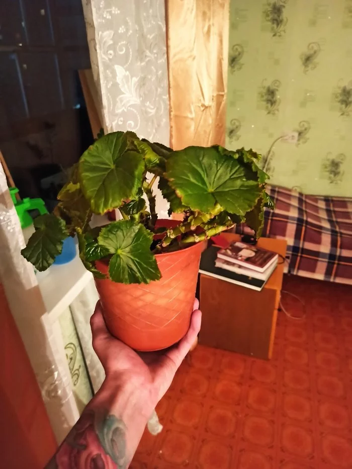 Begonias and hydroponics - My, Begonia, Hydroponics, Plants, Longpost