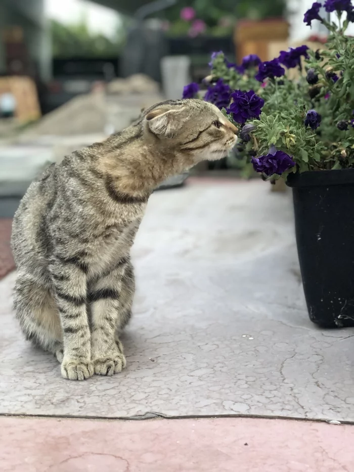 Moment - Mobile photography, cat, Flowers