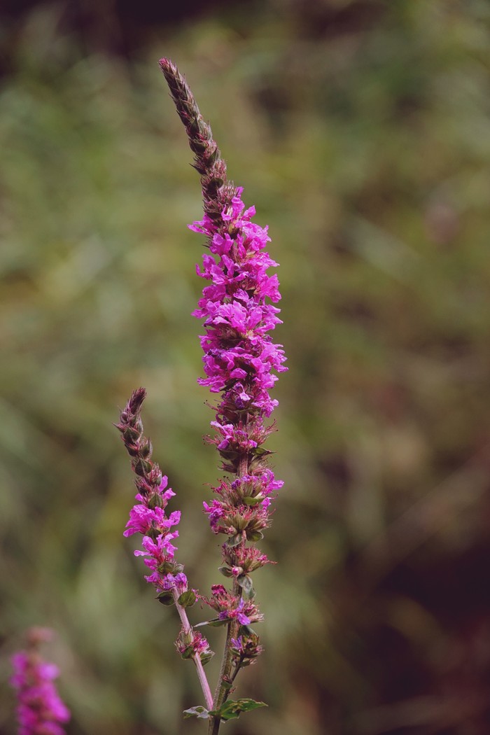 Картинки Голландии