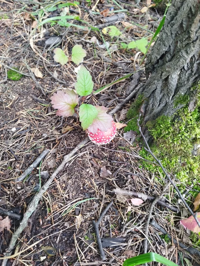 The life and death of a fly agaric - My, Mushrooms, Fly agaric, Longpost