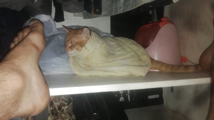 ������, ����������