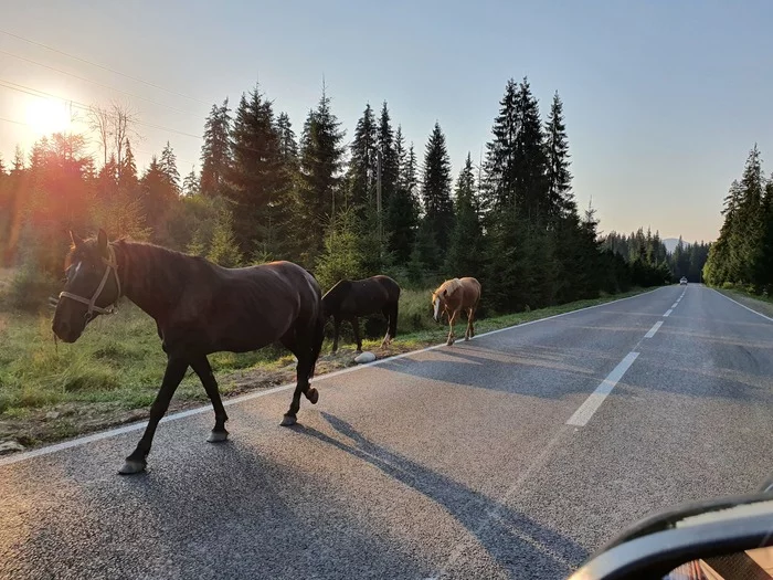 Koni, near the village of Vorokhta, Transcarpathia - My, Peekaboo, Fast, Horses, Nature, beauty, A life, Liberty