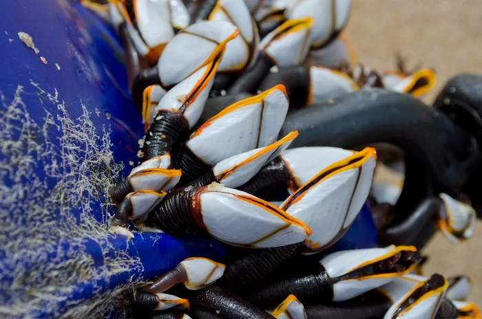 «Борода» у корабля: Как животные превращают морские суда в ржавый металлолом? Корабль, Судно, Минералы, Животные, Водоросли, Книга животных, Яндекс Дзен, Длиннопост «Борода» у корабля: Как животные превращают морские суда в ржавый металлолом? Корабль, Судно, Минералы, Животные, Водоросли, Книга животных, Яндекс Дзен, Длиннопост