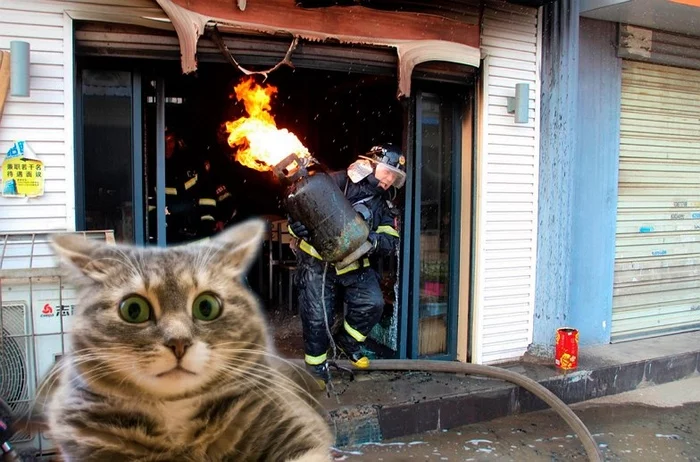 Cotoselfi - cat, Selfie, Firefighters, Fire, Fire, Astonishment