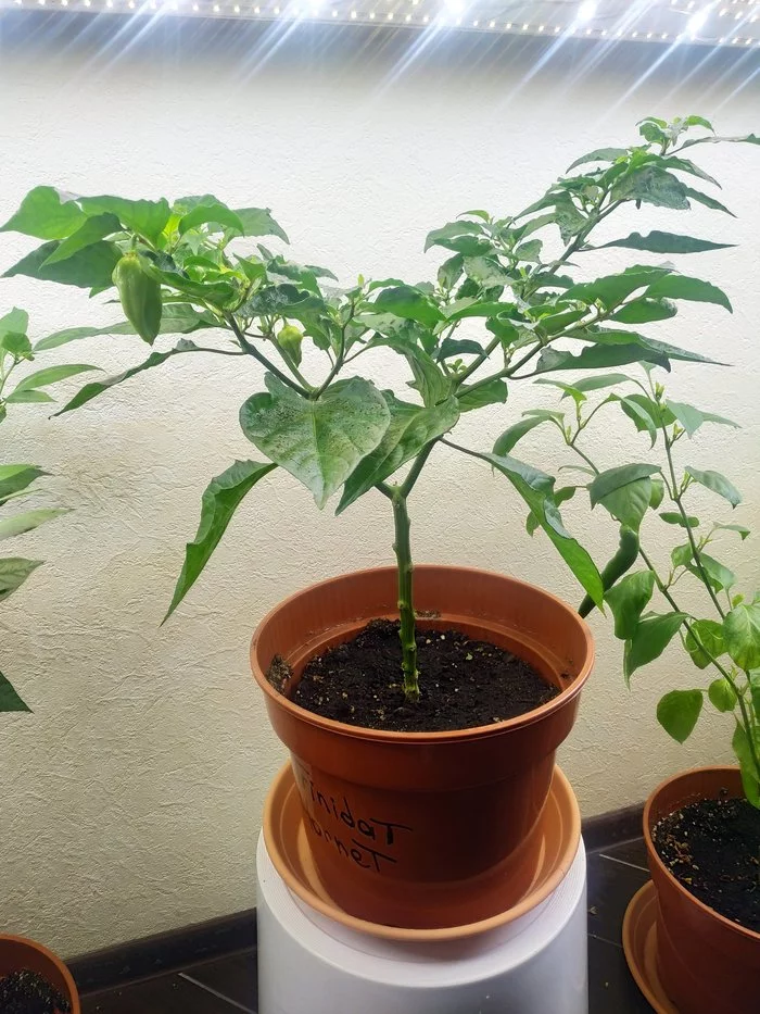 Help identifying a variety - My, Hot peppers, Trinidad, Longpost