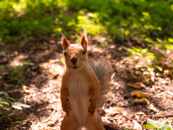 Belkopost - Squirrel, The photo, Longpost, Wild animals, Rodents, Milota, beauty of nature