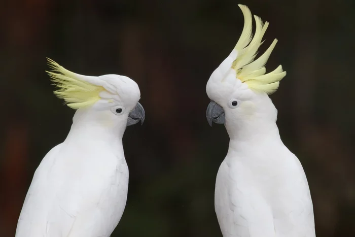 How the housing problem ruined the life of a cockatoo - Birds, Cockatoo, Nesting, Hollow, Housing problem, Informative, Australia, Melbourne, , University, Scientists, Eucalyptus, The national geographic, wildlife, Animals, Wild animals, Video, Longpost
