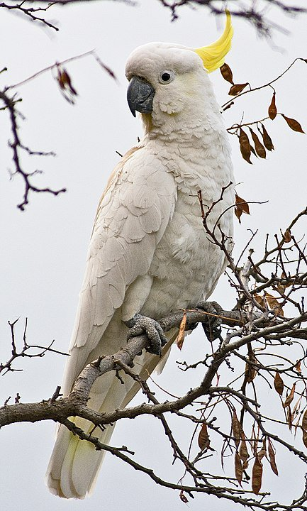 How the housing problem ruined the life of a cockatoo - Birds, Cockatoo, Nesting, Hollow, Housing problem, Informative, Australia, Melbourne, , University, Scientists, Eucalyptus, The national geographic, wildlife, Animals, Wild animals, Video, Longpost