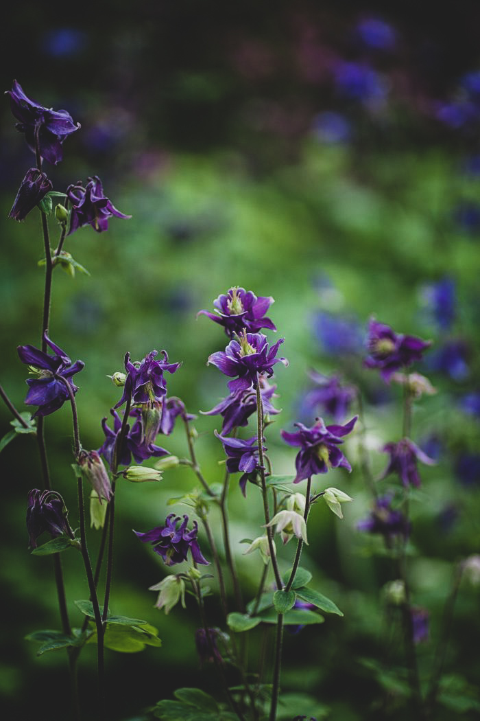 Common catchment area, or common Aquilegia (lat. Aquilgia vulgris) - Flowers, Plants, Nature, The photo, Longpost