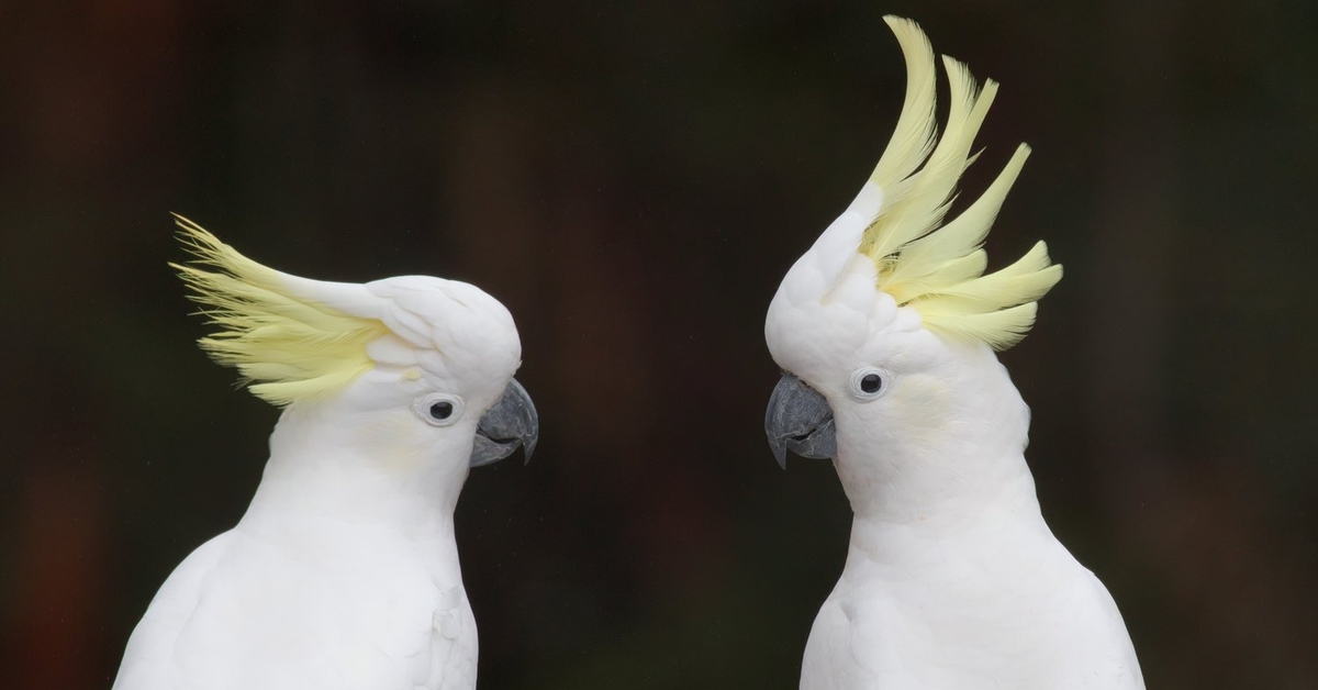 Peekaboo Cockatoo