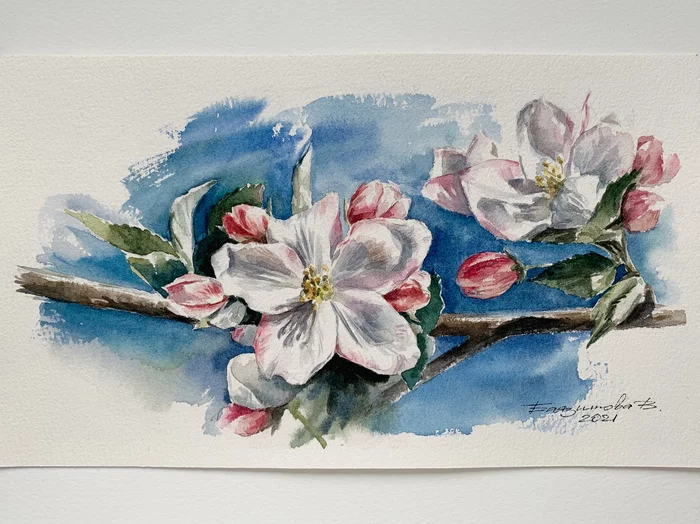apple blossom - My, Watercolor, Painting, Artist, Apple tree