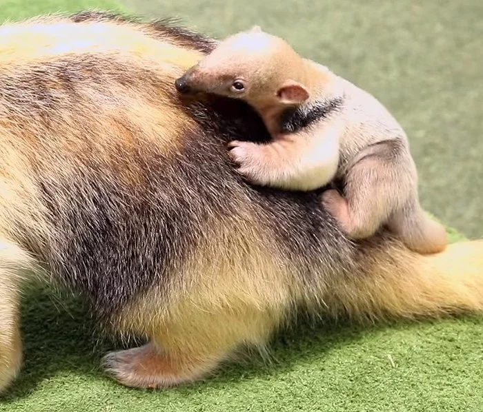 Newborn baby tamandua - Ant-eater, Wild animals, Young, Interesting, Milota, Safari Park, San Diego, USA, , The national geographic, Video, Longpost