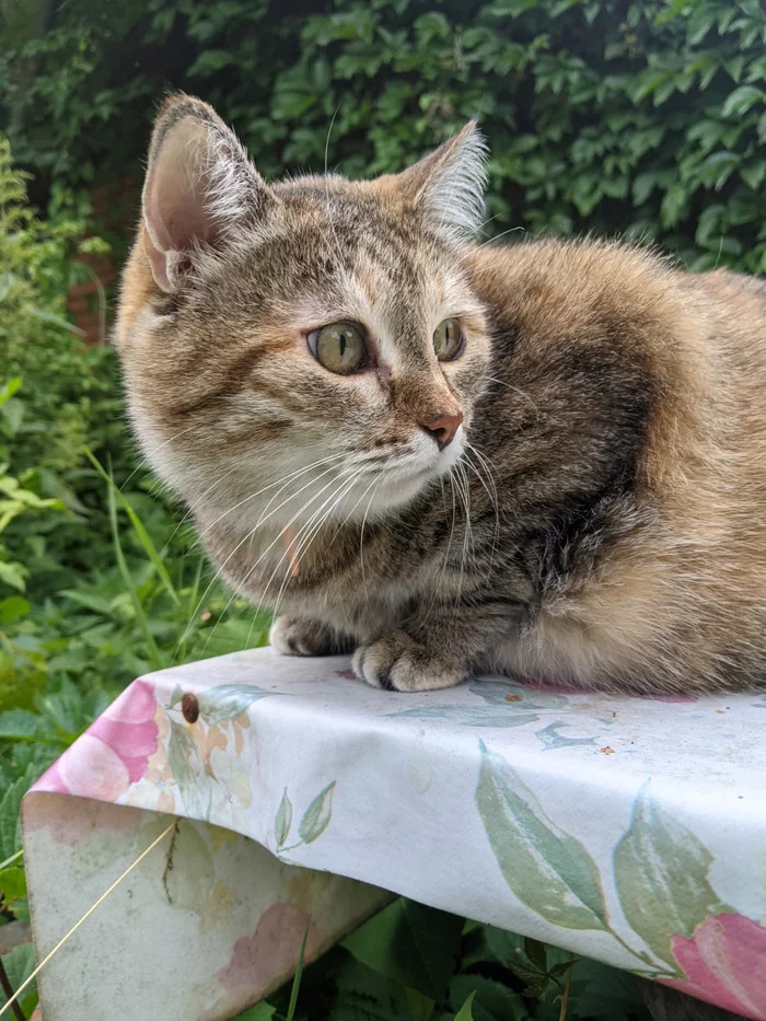 Why do I laugh when street animals are called free - My, Making the World Better, cat, Longpost