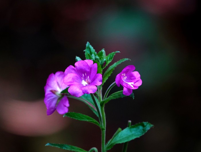 Pictures of Holland - My, Netherlands (Holland), Nature, Beginning photographer