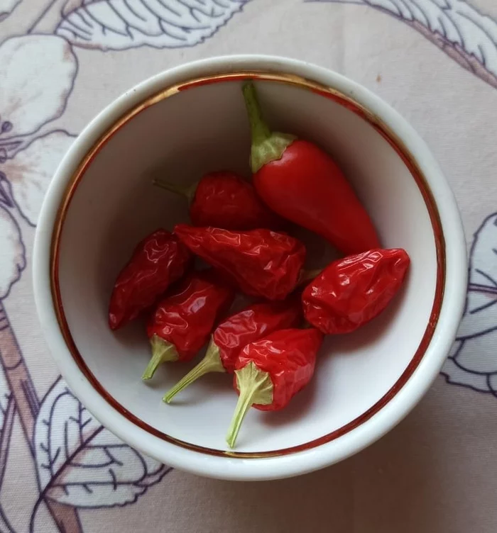 First harvest - My, Pepper farming, Pepper