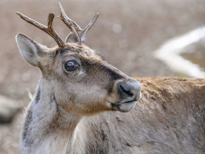 Reindeer - Deer, Reindeer, Animals, Zoo, Longpost, The photo