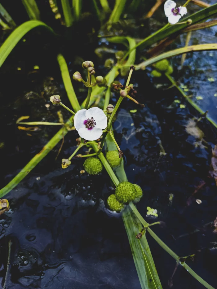 Arrowhead ordinary, or arrowhead (lat. Sagittaria sagittifolia) - My, Plants, Nature, Flowers, Lightroom, Longpost, Video