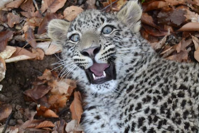 Sochi National Park showed a video of a one-year-old leopard hunting - Leopard, Big cats, Cat family, Wild animals, Predatory animals, National park, Sochi, Animal Rescue, , Hunting, Video