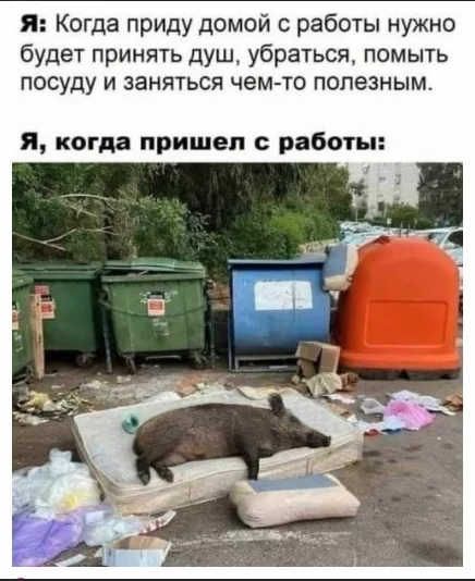 Effective motivation urgently needed - Humor, Picture with text, Irony, Sarcasm, Boar, Trash heap, Mattress