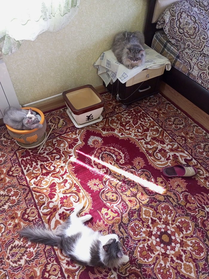 !      ()          )