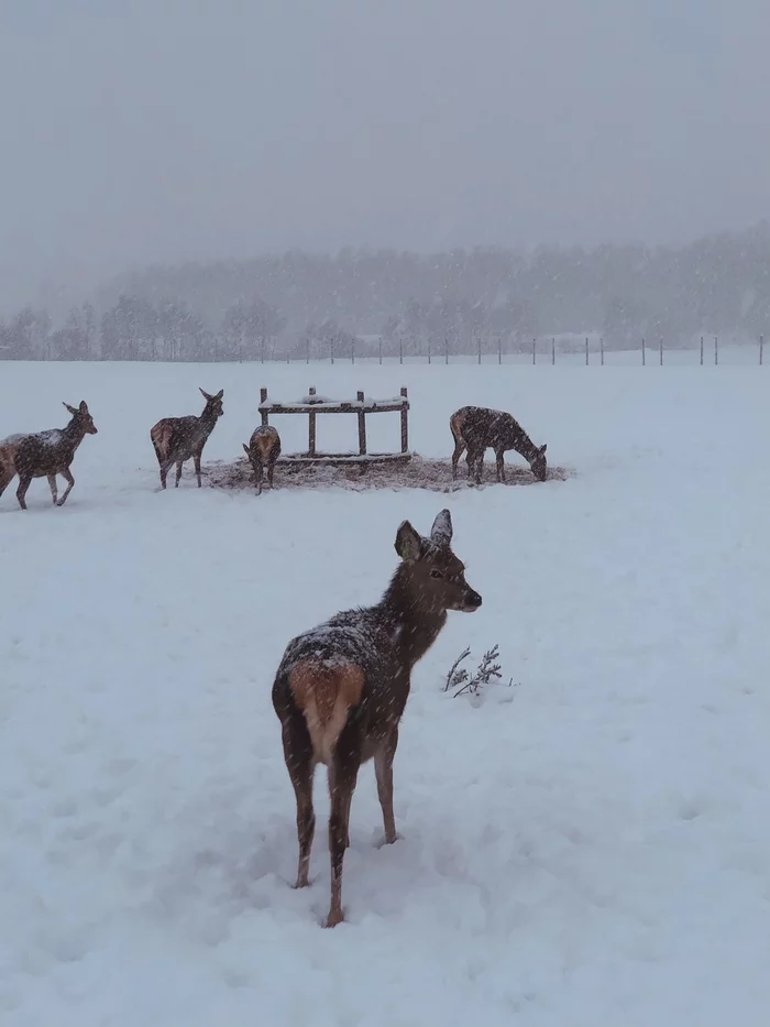 Roe deer - My, Roe, Nature, Winter, Snow, beauty of nature, Latvia, Mobile photography