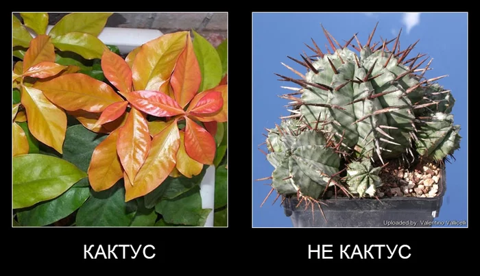 Кактус и не кактус - Комнатные растения, Растения, Суккуленты, Кактус, Молочай