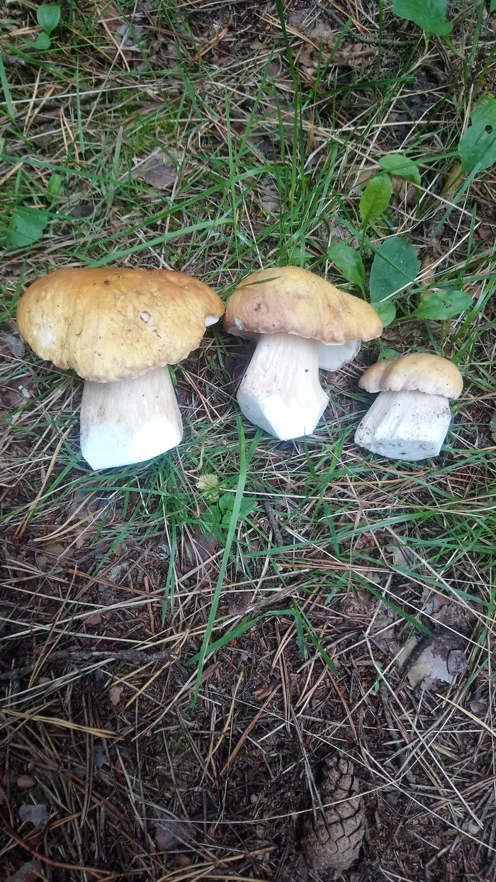 Quiet hunting in the suburbs - My, Mushrooms, Chanterelles, Porcini, Подмосковье, Longpost